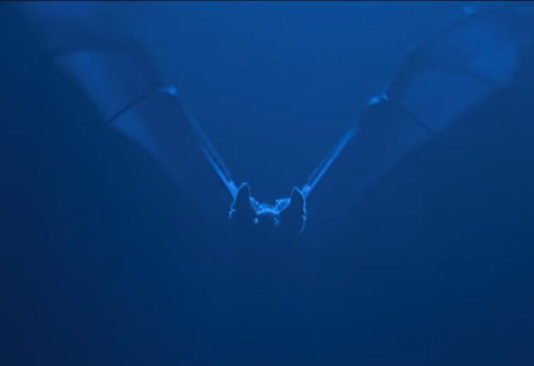 Un murciélago real suelto en proyección de The Batman