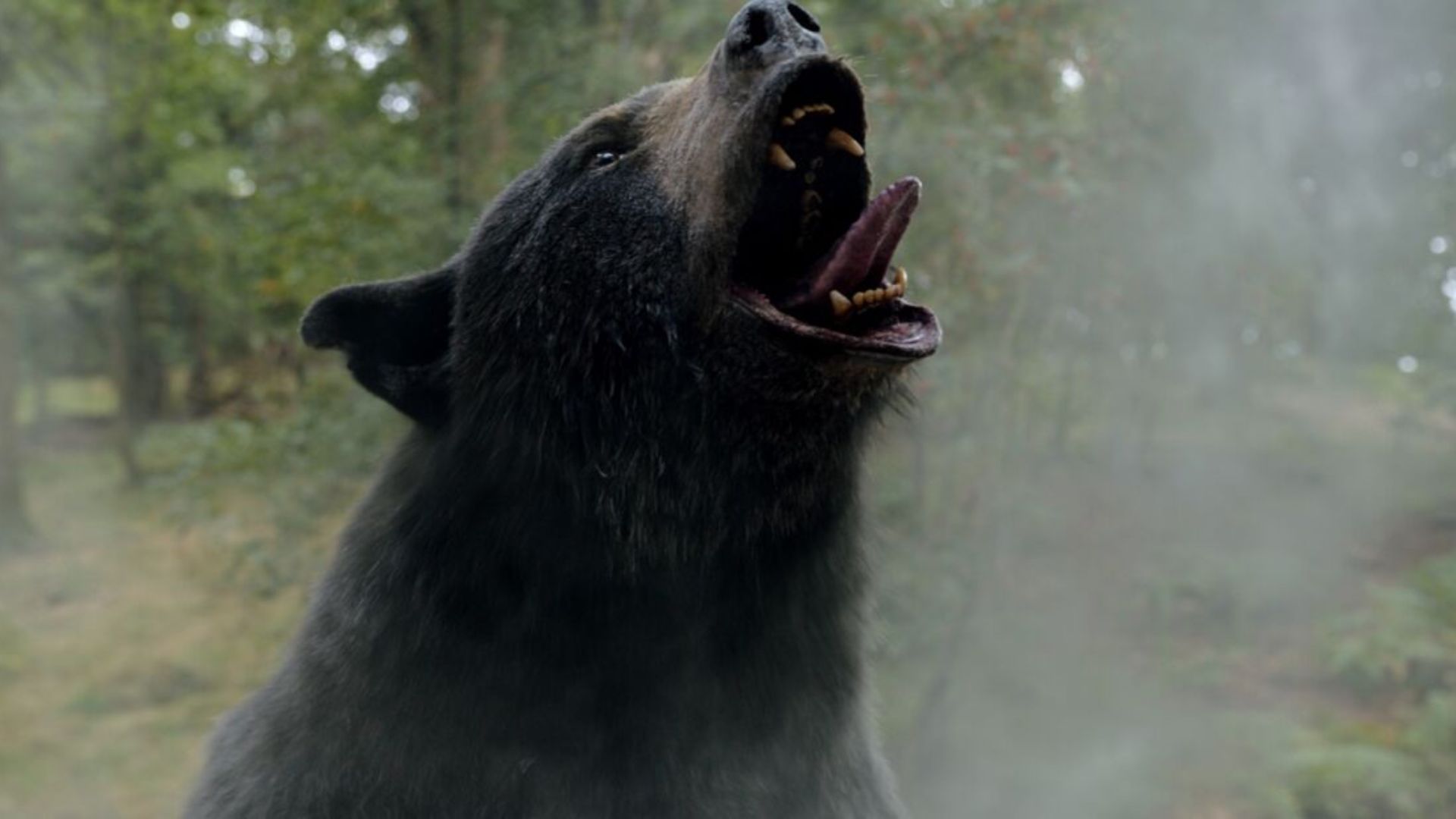 meth gator inspirada por oso intoxicado cocaine bear asylum pelicula6