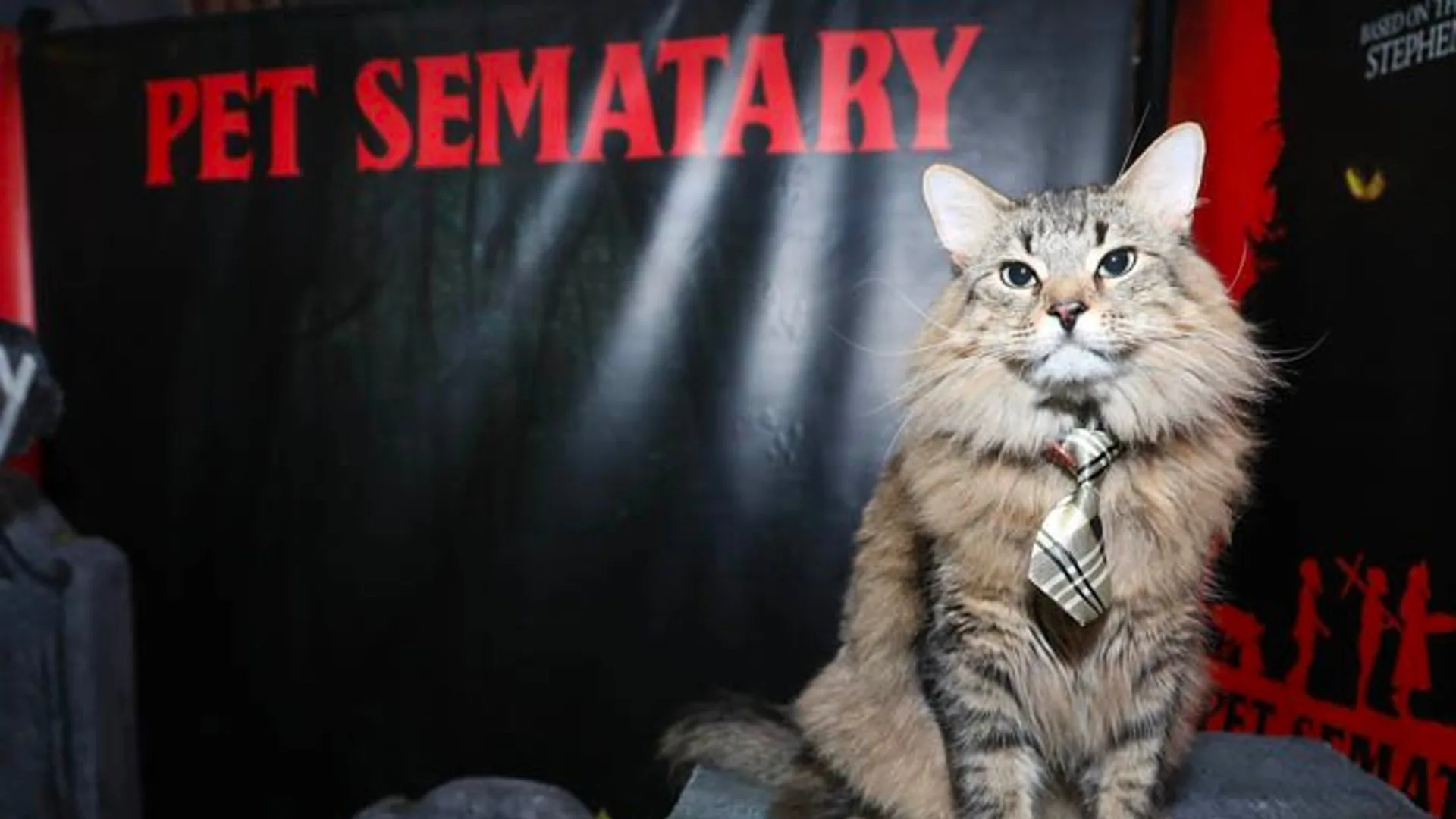Tonic the horror cat pet sematary gato actor