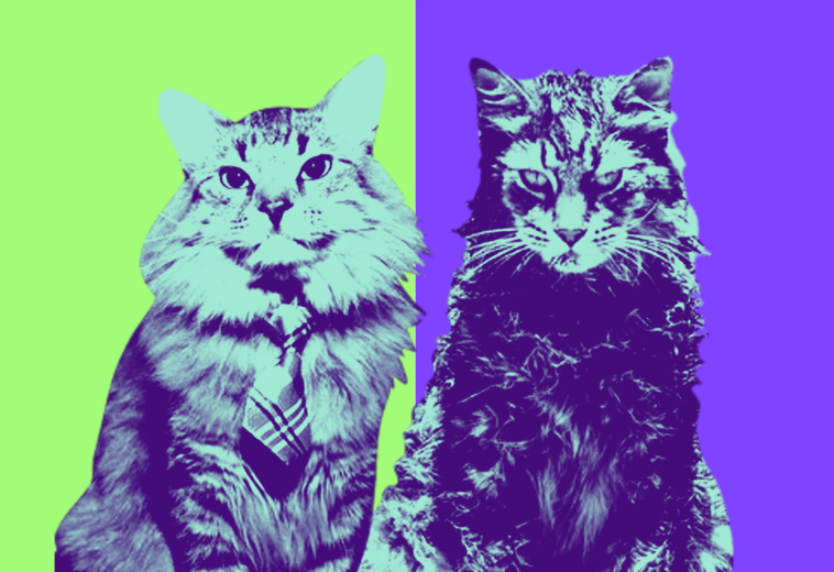 Conoce a Tonic: el gato actor que conquista la pantalla y las alfombras rojas