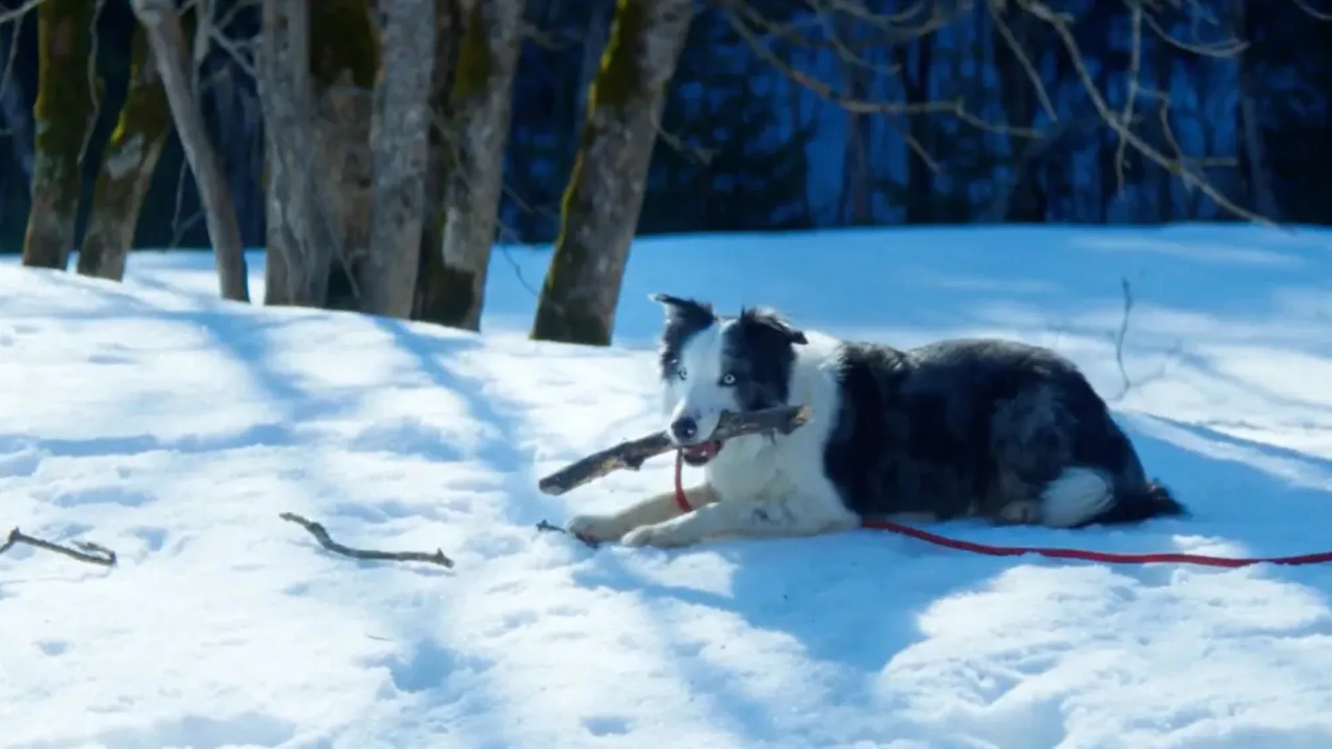 perro de Anatomía de una caída en la nieve