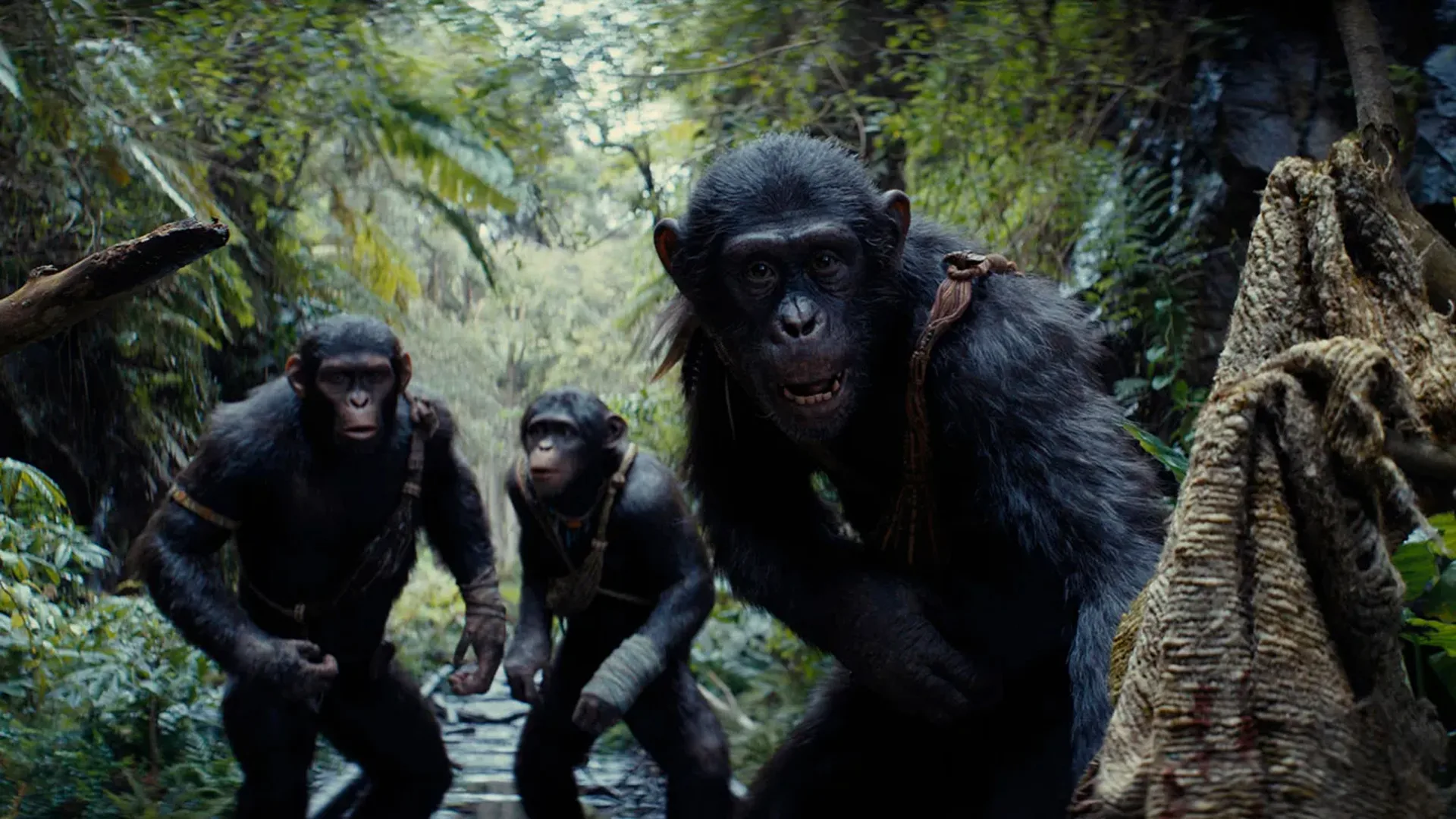 Kingdom of the Planet of the Apes simios en la selva