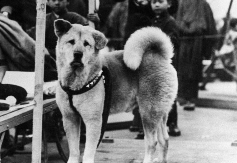 Hachiko: Volverte a ver – Conoce la historia real del perro más fiel del mundo